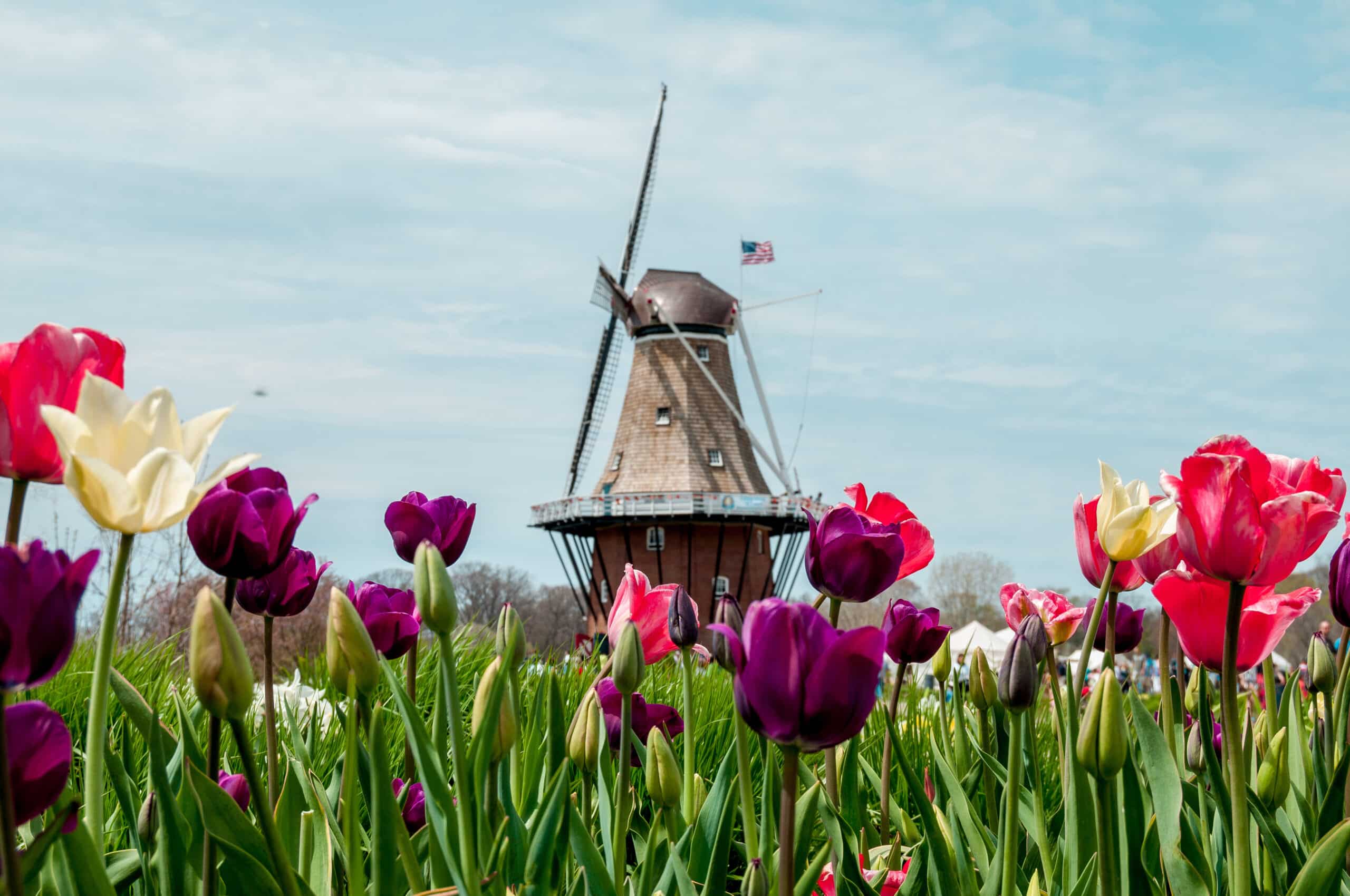 Holland MI Windmill living near Holland Michigan - tulips and windmill